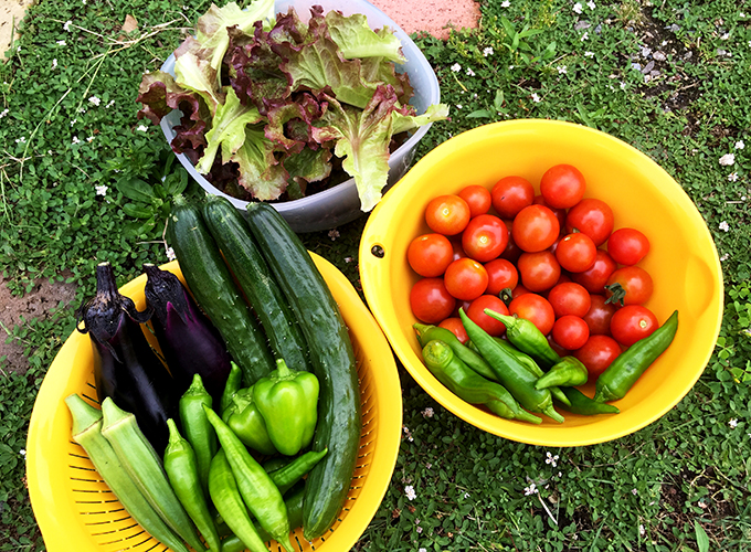 家庭菜園の夏野菜