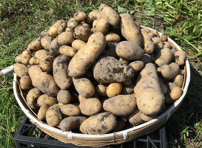 連作３年目 今年も家族揃って庭のジャガイモを収穫しました Monotone Blog