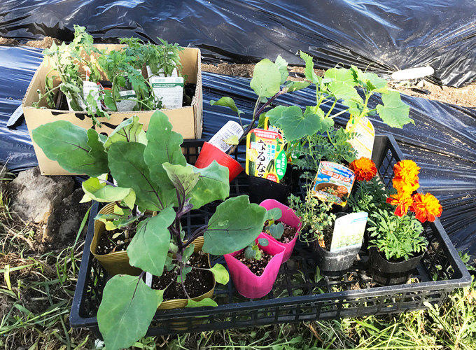 楽しい家庭菜園 今年も庭の畑に夏野菜を植えました Monotone Blog