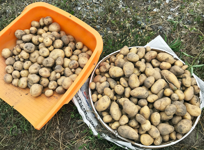 連作４年目 今年も家族揃って庭のジャガイモを収穫しました Monotone Blog