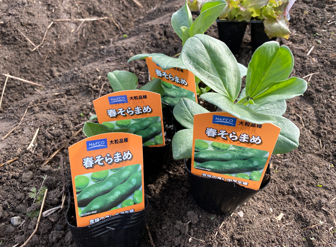 楽しい家庭菜園 今年も庭の畑にソラマメとジャガイモを植えました Monotone Blog