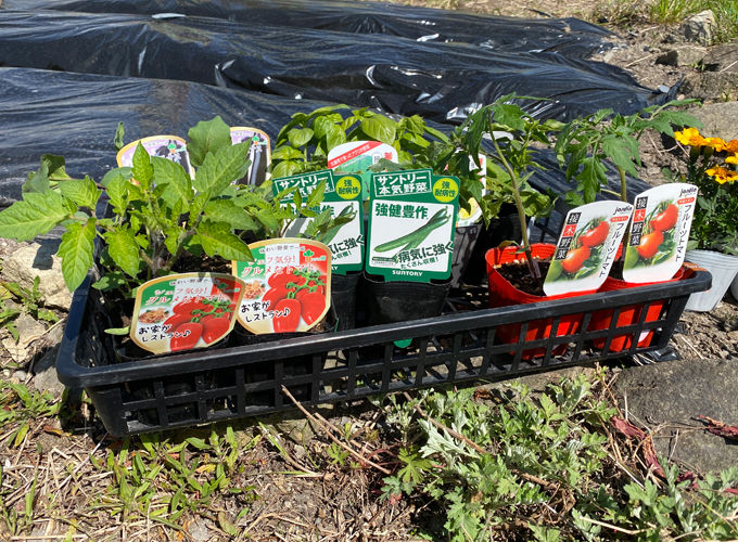 楽しい家庭菜園 今年も庭の隅の小さな畑に夏野菜を植えました Monotone Blog