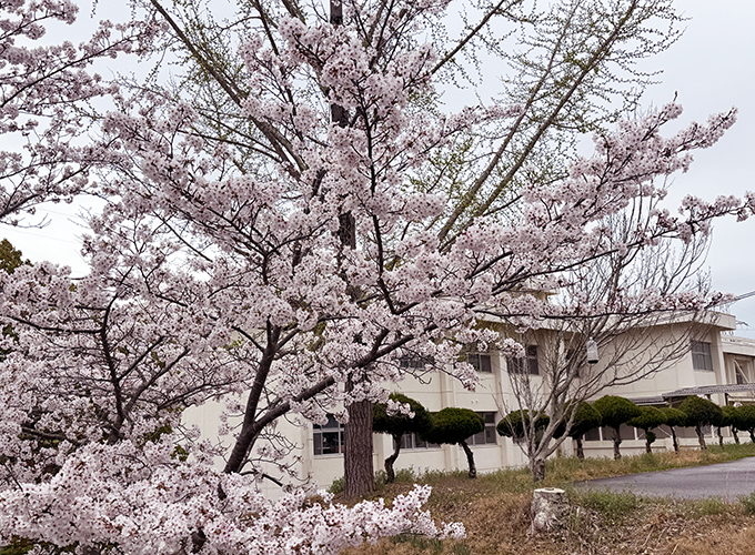 桜の入学式