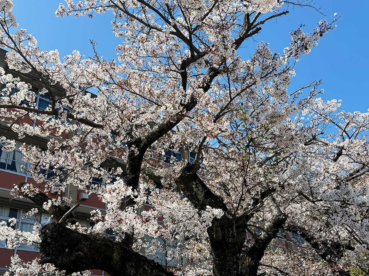 高校の入学式